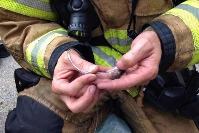 Firefighters were equipped for every emergency in Lacey, Washington, when they used oxygen to revive baby hamsters caught in a fire. The fire department responded to a mobile home fire, but while there were no humans presen