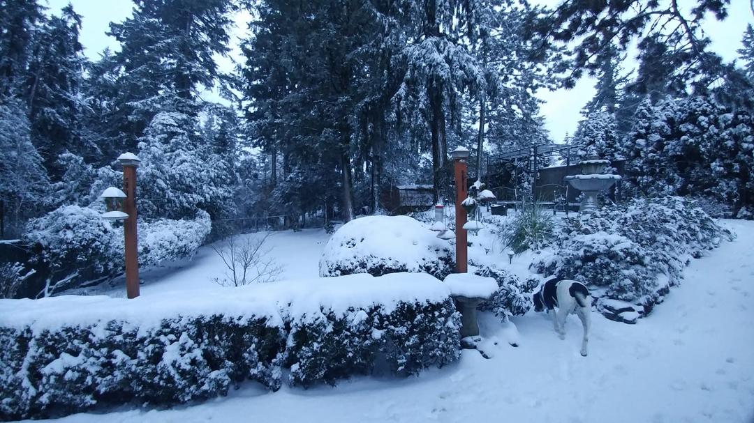 My backyard this morning
