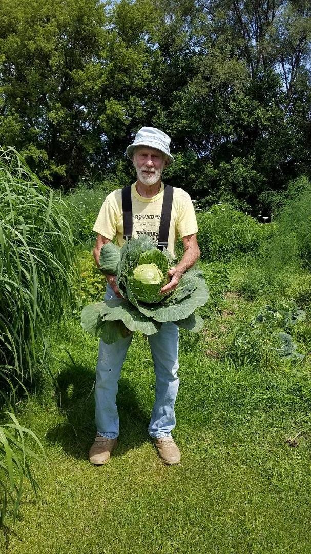 One of the biggest cabbages Don grew! For the chicks!!😄😄