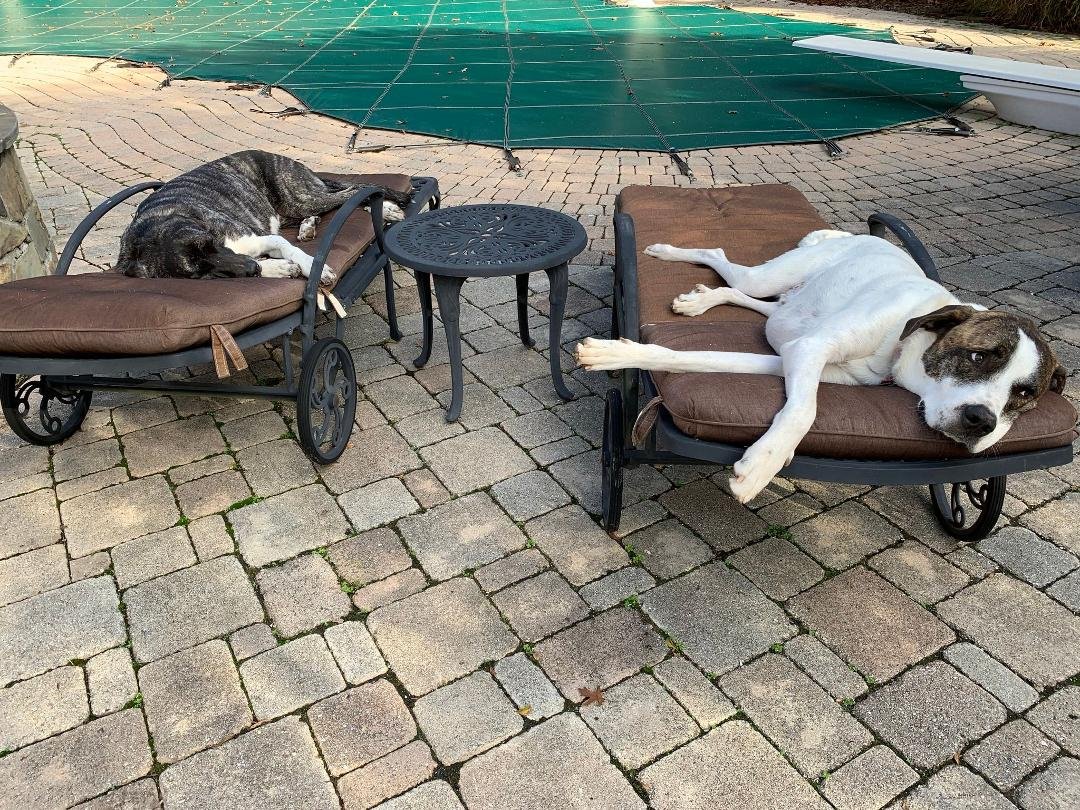 Ruff Day