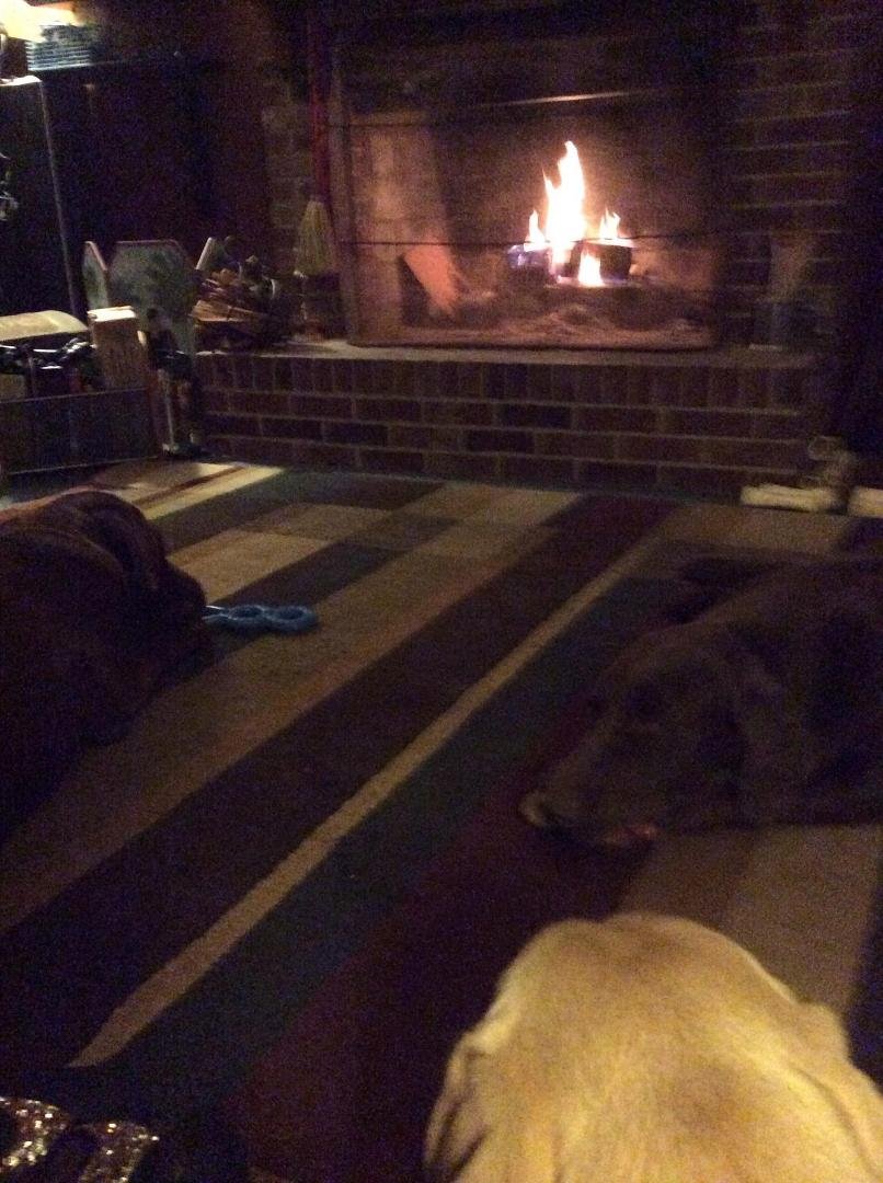 It most definitely is a dog's life