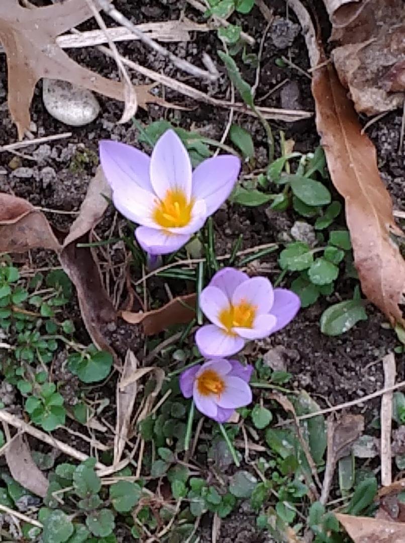 It's coming !!!!!!!!! Found these this morning !