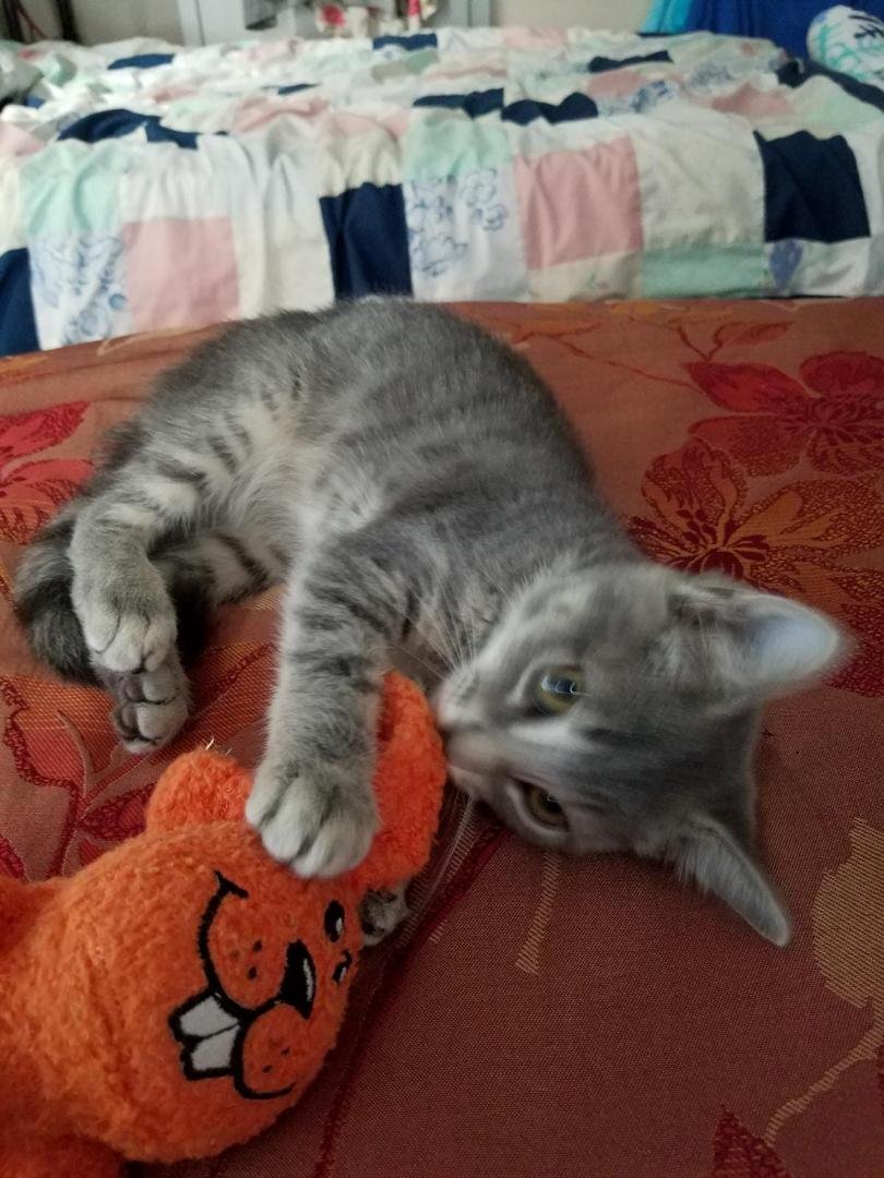 She is my newest rescue baby