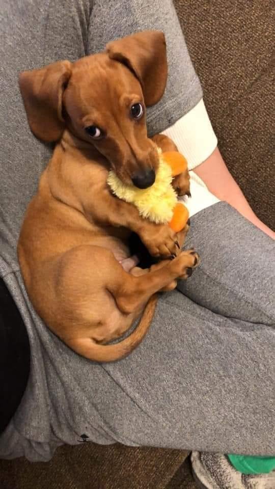 He is not mine (wish he was), but thought we all could use some cute this morning.