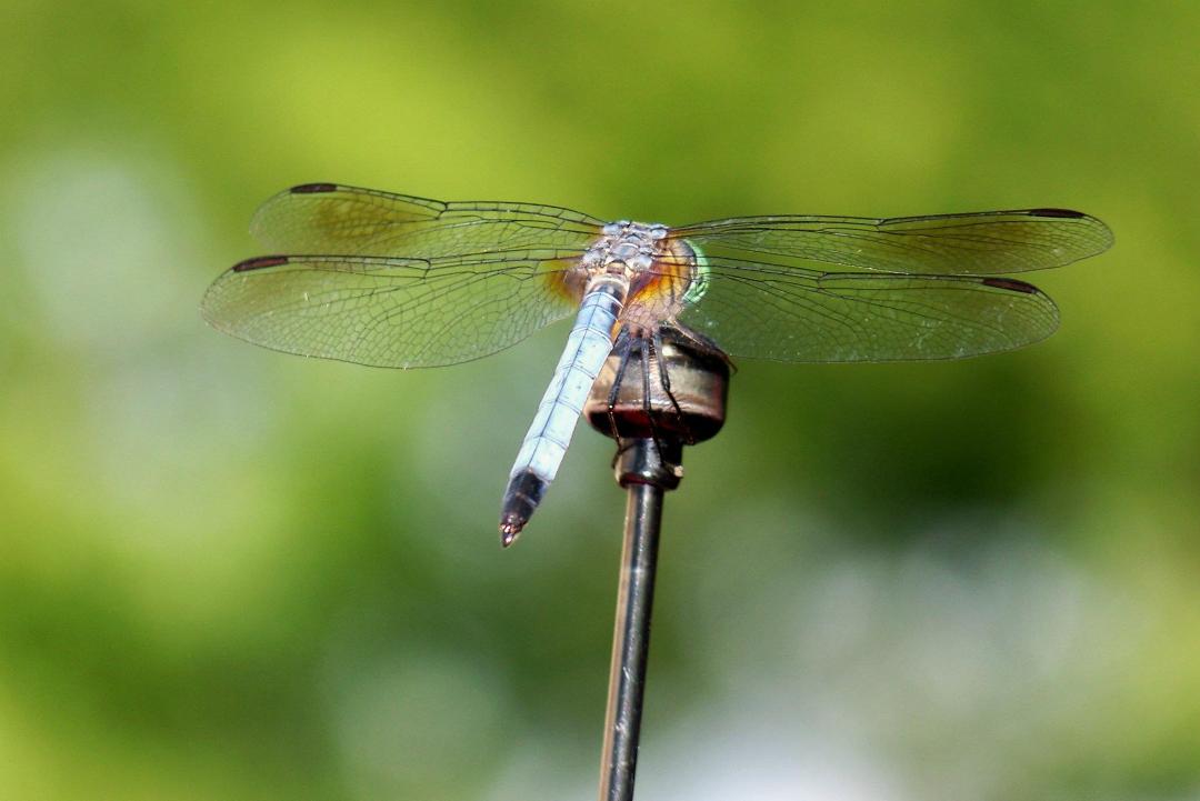 A dragonfly on my Firebird's antenna.