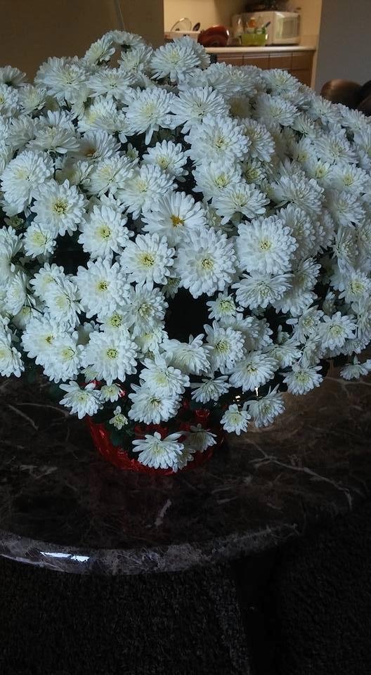 Thank You Zaneta Adams and Alayna Carol Janae for bring me these beautiful flowers love you guys
