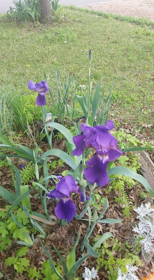 Virginia Duffek's album, Mobile Uploads