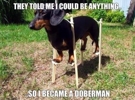 Dachshunds really do believe they can be anything.