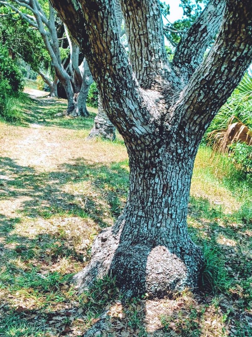 Interesting trail of trees at Taylor Park.