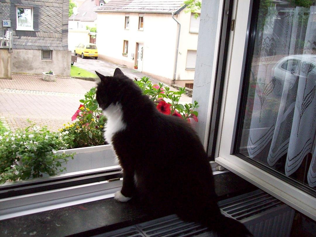 Sockes - my beautiful cat