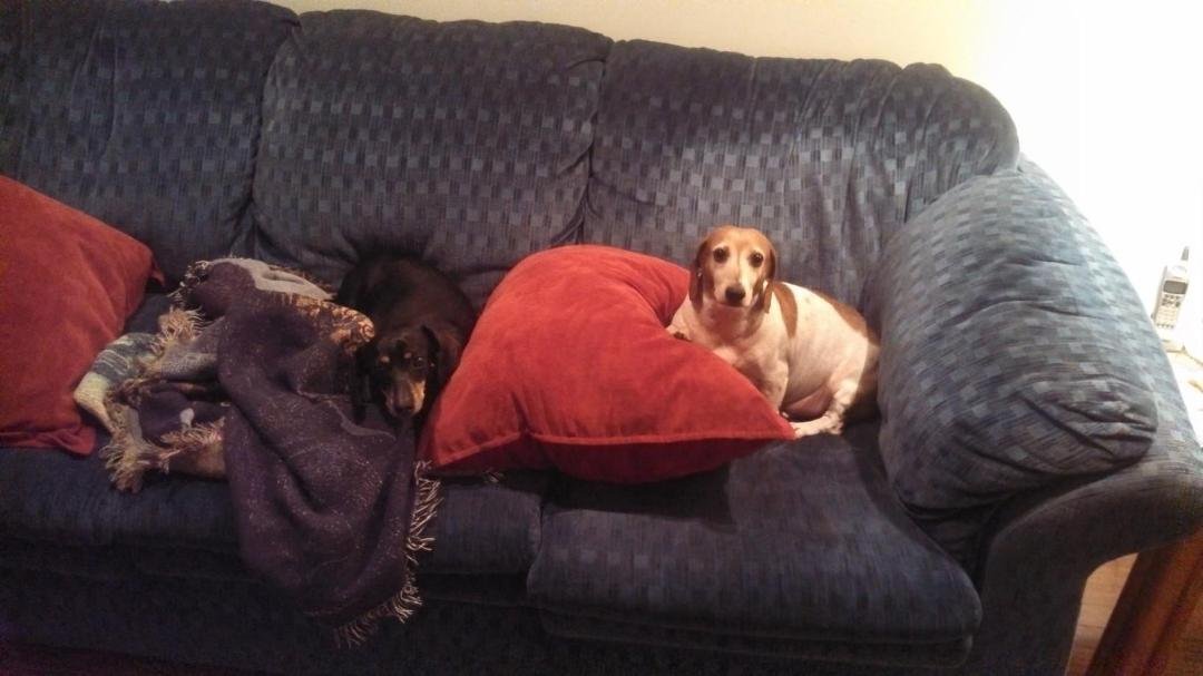 Raining. Great day for playing Sofa Shark with my two best friends.