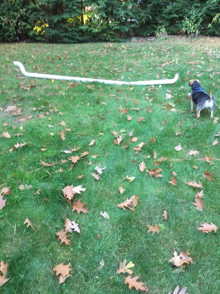 My son's 22 pound dog just ripped the downspout off the house with his teeth trying to get a chipmunk in the downspout