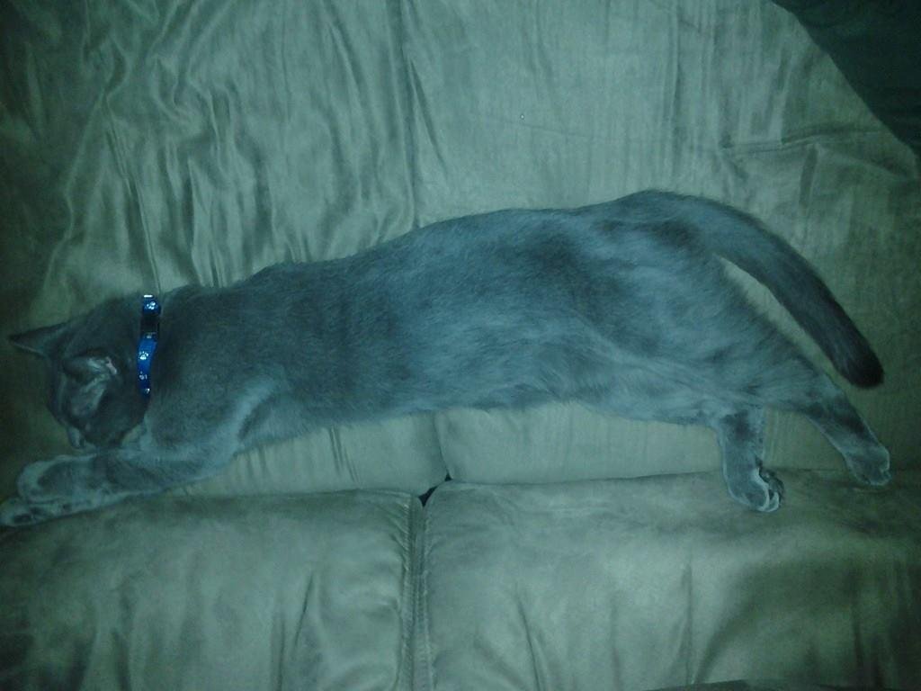 My poor lil Smokey Bear all tired out after being stuck in a tree for almost 12 hours!!! Big thank you 2 Craig n Cindy Mills for rescueing him for me!!! =)))