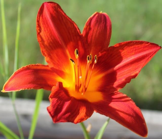 Daylily 'Flamenco Dress'