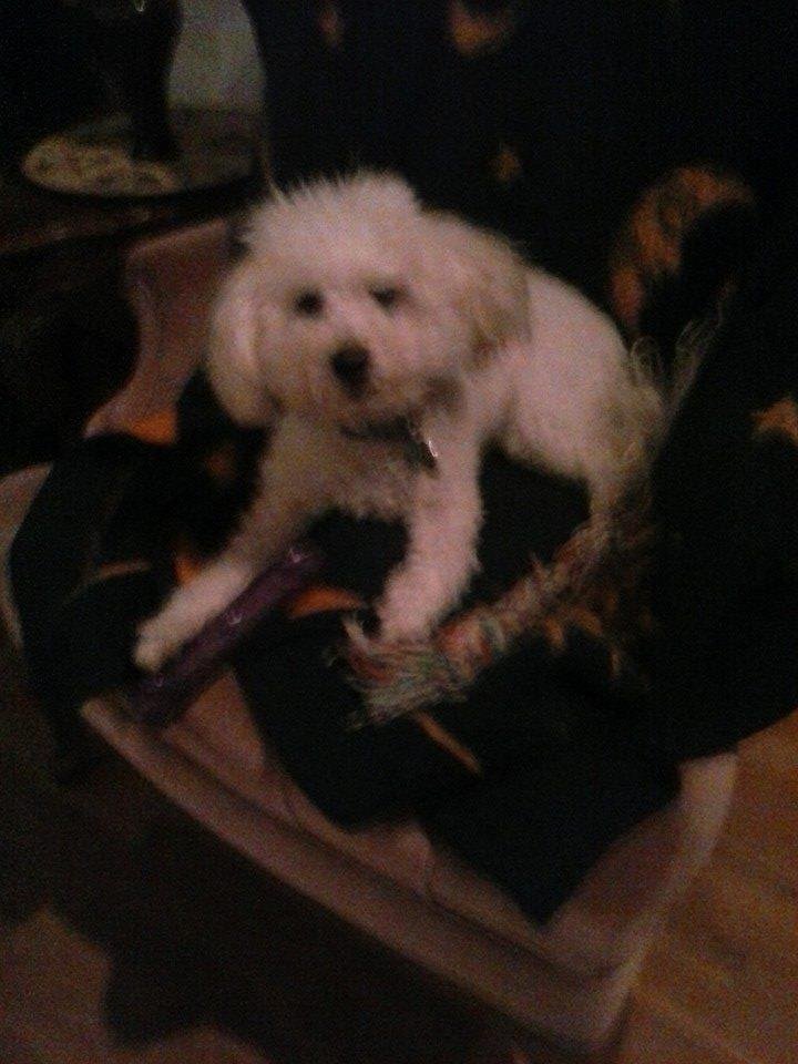 Smokey before haircut