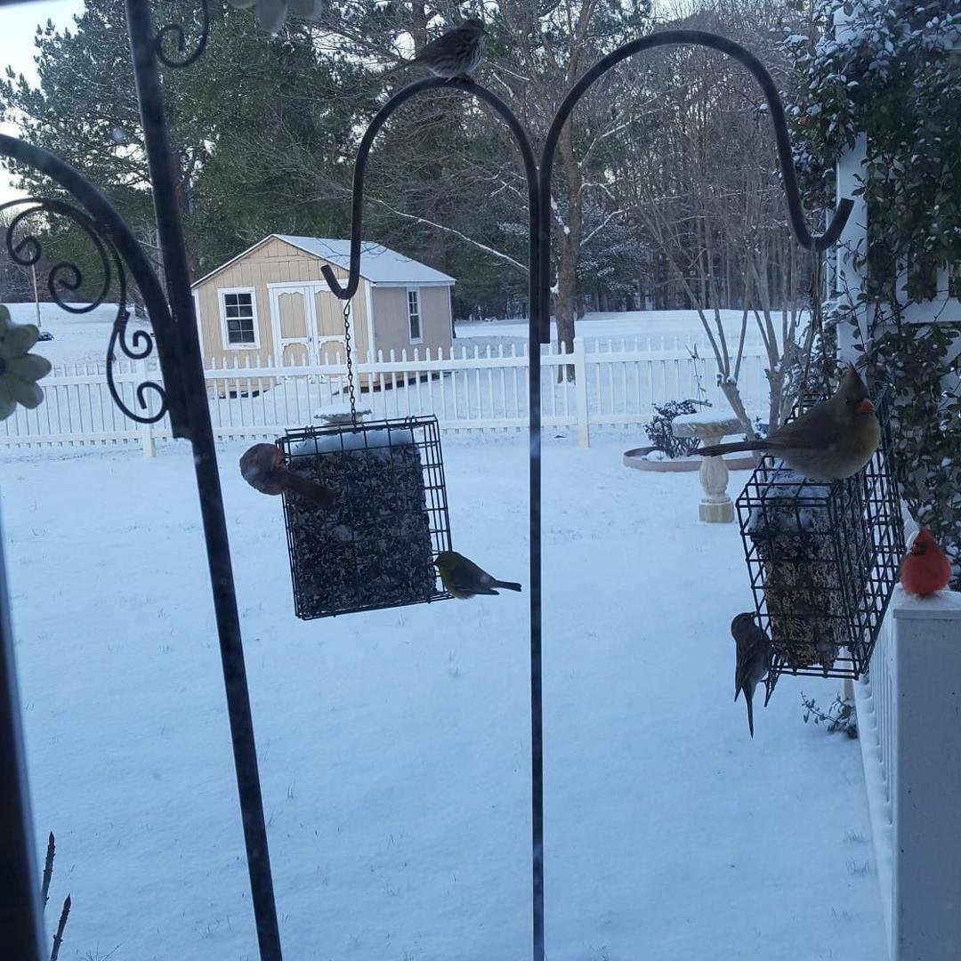 Our backyard this morning
.