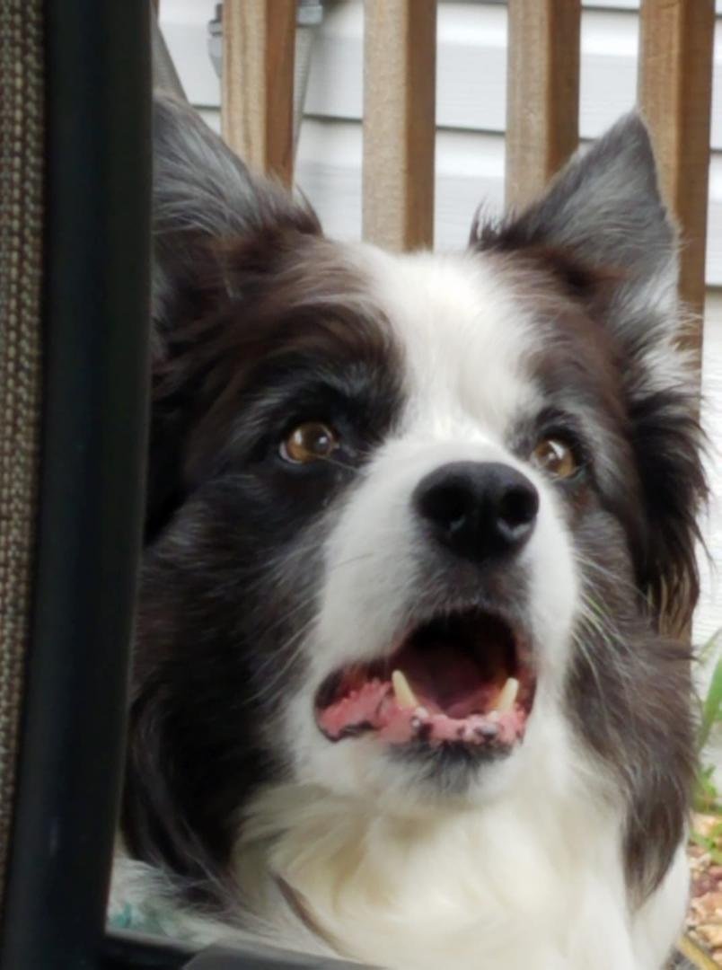 Our beautiful Macie!