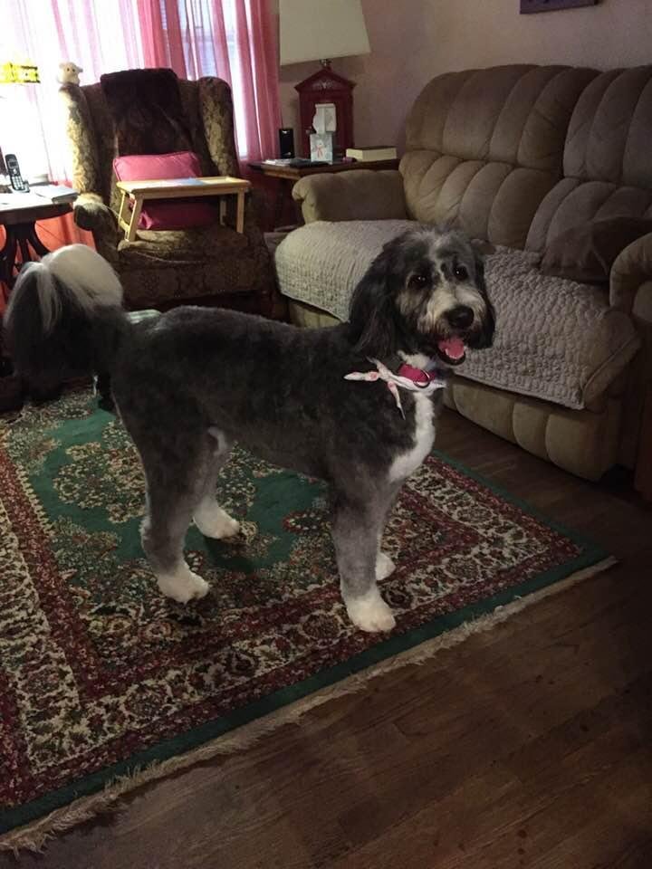 Belle’s summer cut!  She knows she is pretty!