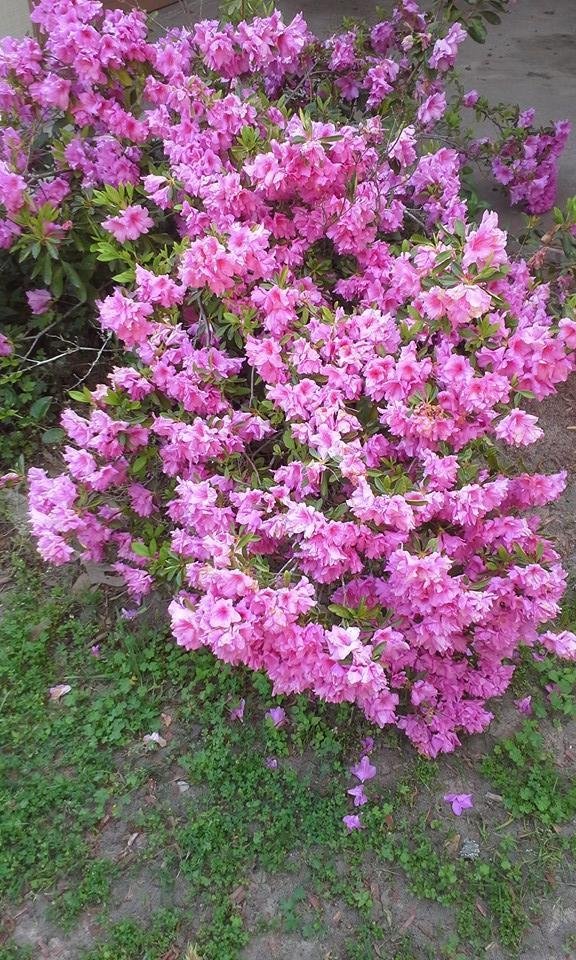 Azaleas in bloom in our yard