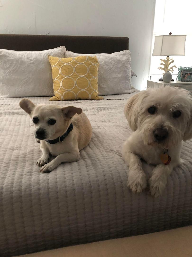 Pepito and Sammy wishing everyone Happy International Dog Day!