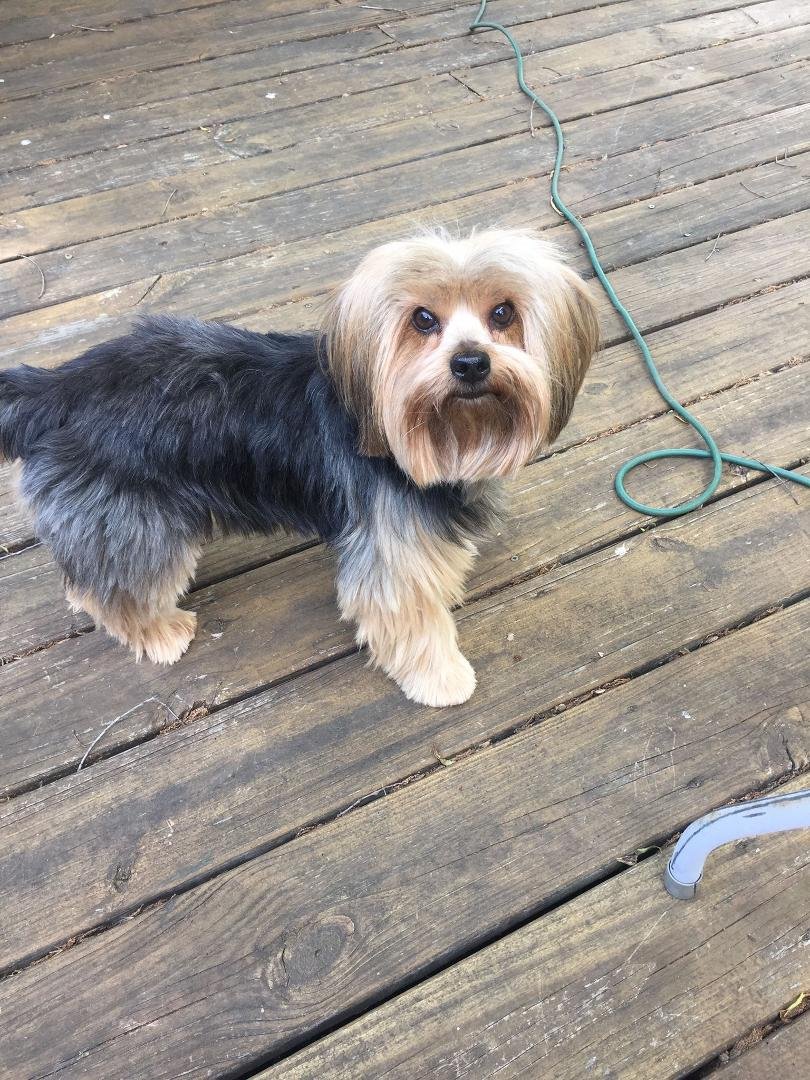 Happy doggie day