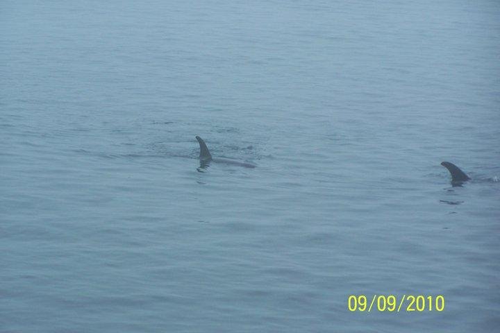 A couple more Whales