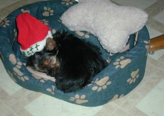 Rufus’s Gotchya Day. 18 years ago our family got our 1st and best dog. We love and miss you, Rufie♥️