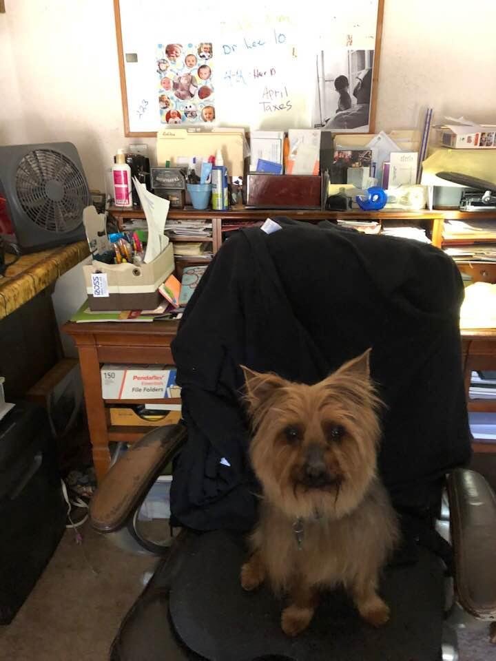 Cooper we ❤️ you our Jumbo Yorkie