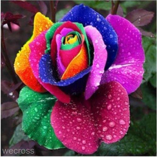 this is the coolest rose. Will be trying to grow this soon