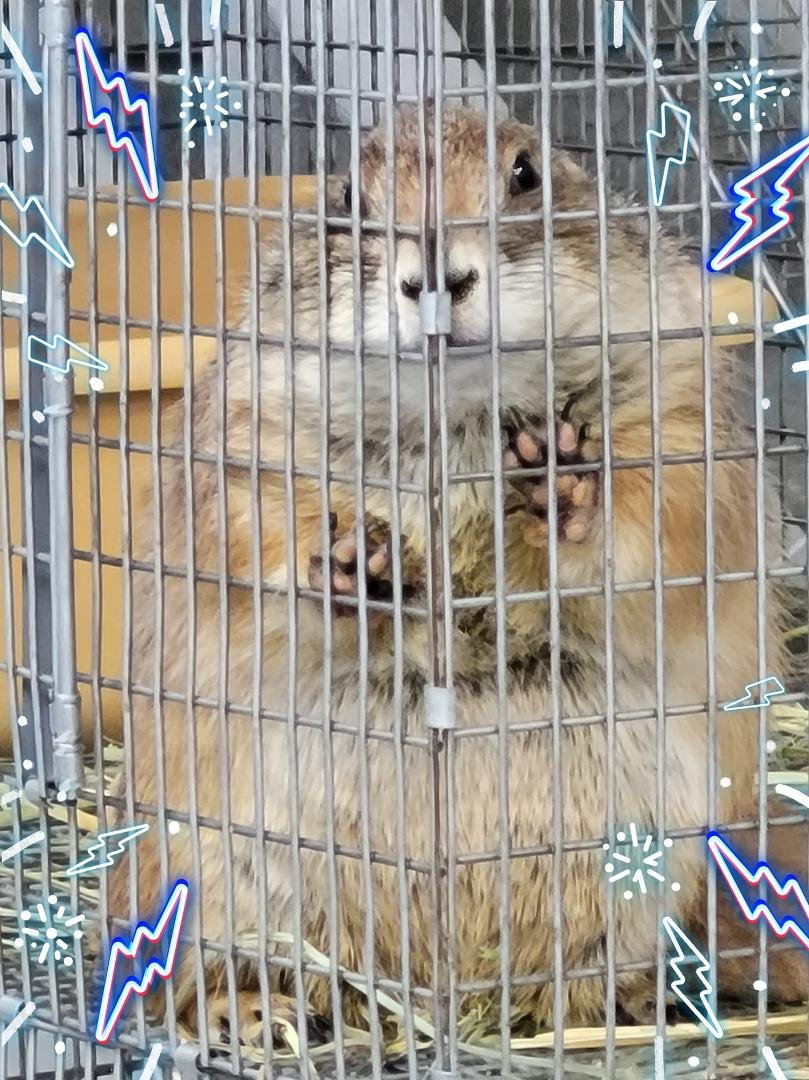 I'm as mad as a caged Prarie Dog!