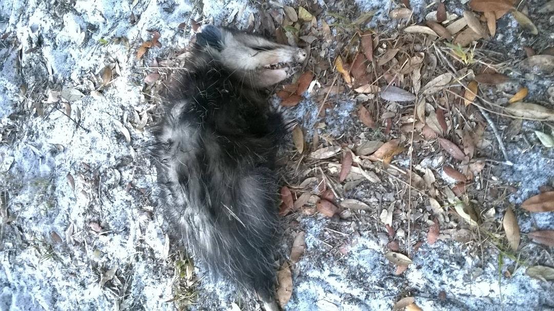 Poor baby, just found in my backyard. He was barely alive so I thought maybe it was playing possum but he wasn't. It was for real.took him to the lake so he can  rest in peace.