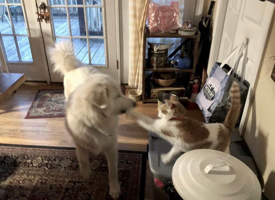 Patches, giving Riley a boxing lesson. That left hook is wicked, just ask Riley. I guess Patch has finally decided to accept our new rescue puppy (can you believe he is only 11 months old).
