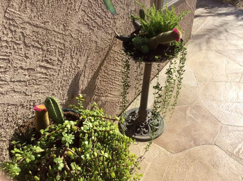 Succulents are doing great this year. I even have flowers on each of the cactus.