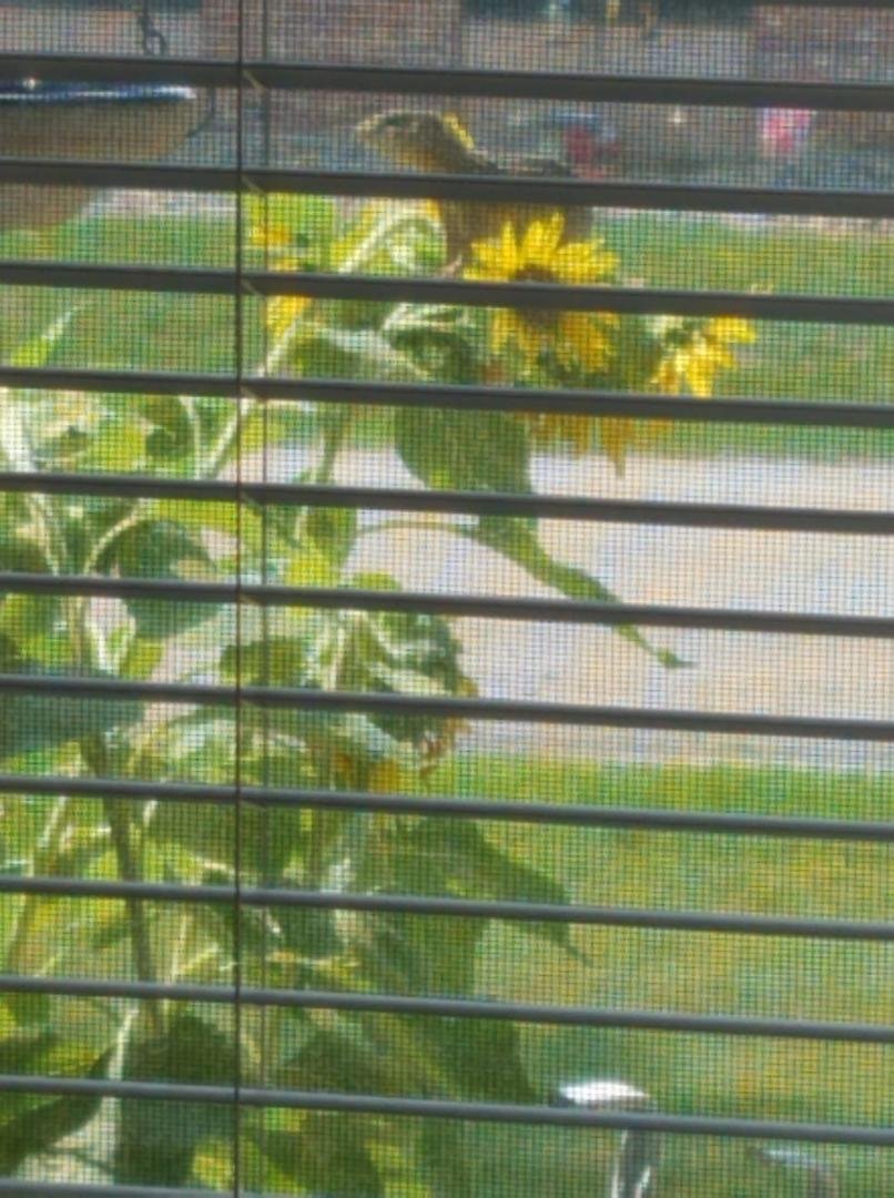 Chet Phillips Look at this cuz!! I have never seen a chipmunk climb a tree before well sunflower stalk.