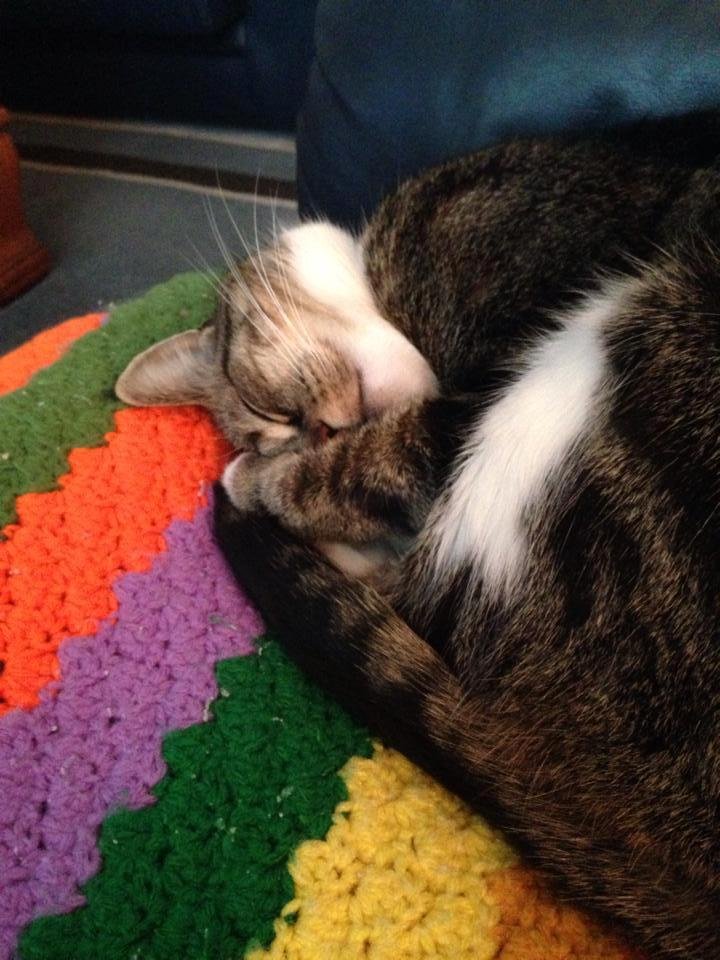 Louie is all curled up and staying warm on a damp afternoon:-)