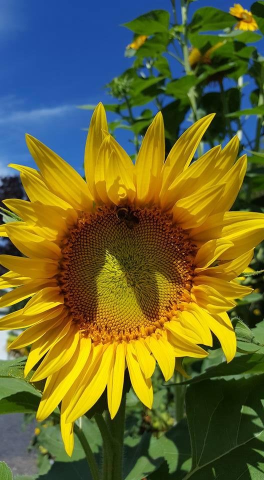Jann Thayer's album, Timeline Photos