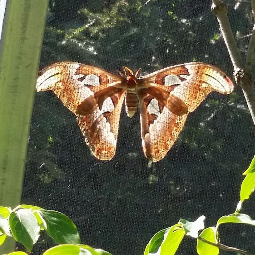 What a beautiful day in Chicago...time spent with my honey at the Botanic Gardens. Butterflies in bloom- this one was not my favorite, but he was very impressive! At least six inch wingspan!