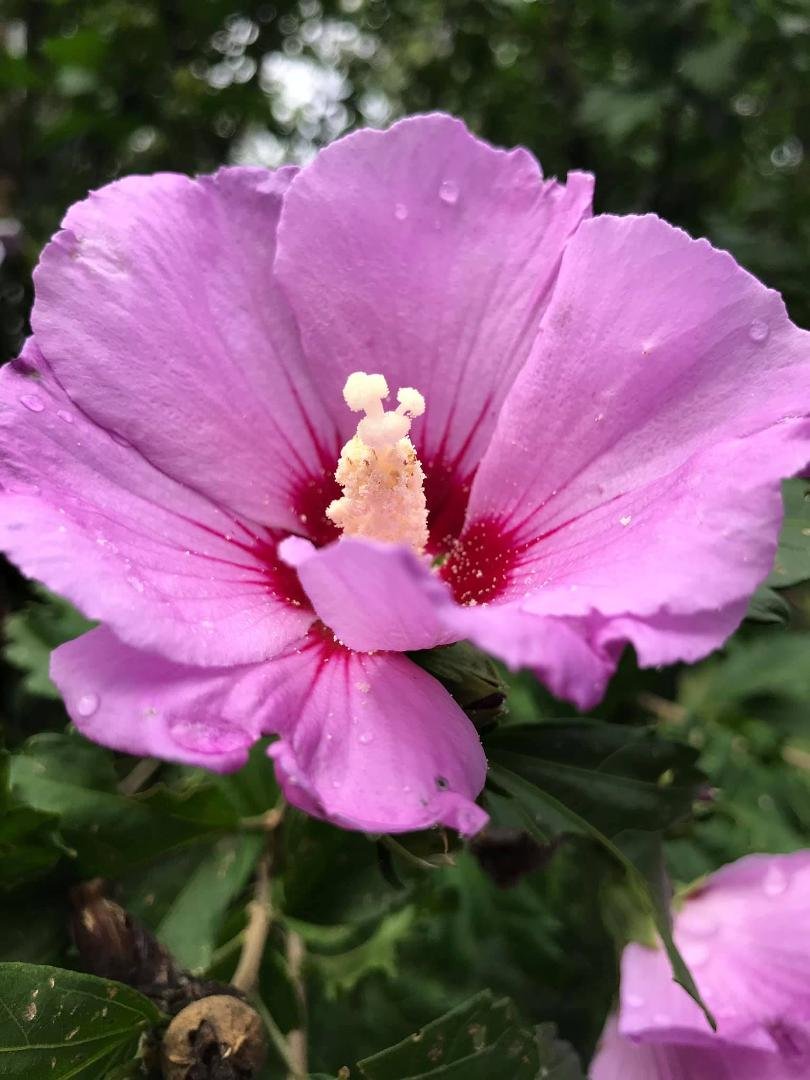 Rose of Sharon.