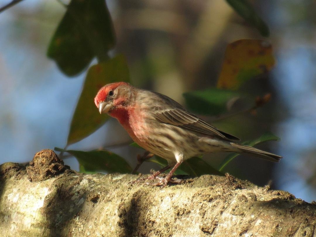 House Finch. It's nice to see them again after the eye infections wiped out so many of them.