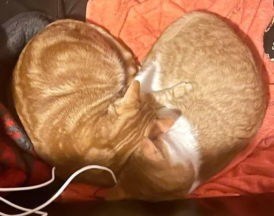 Our babies enjoying an evening nap