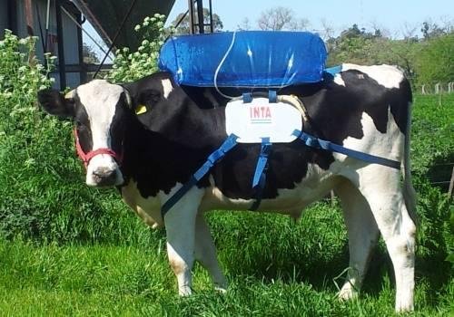 Glad someone is doing something about the cow farts and global warming.Cow Backpacks
In Argentina, home to over 50 million cows, researchers from the Argentina National Institute of Agricultural Technology (INTA) are attemp