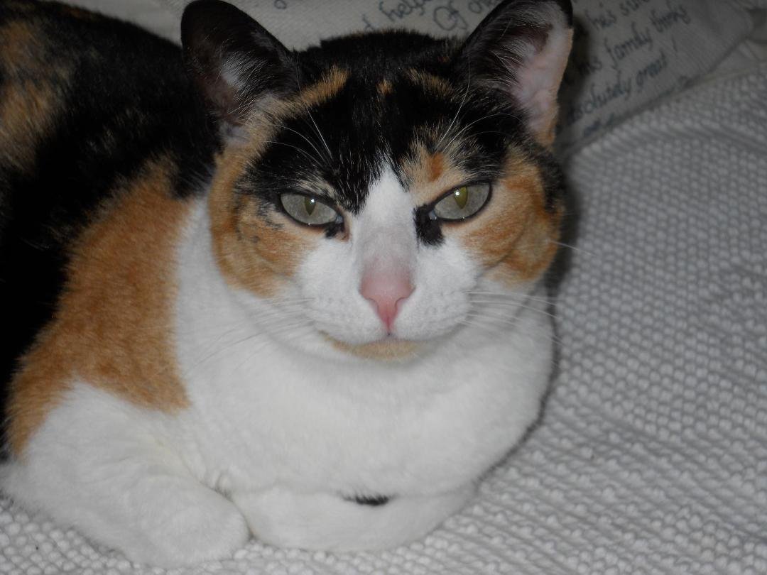 At home with Ginger