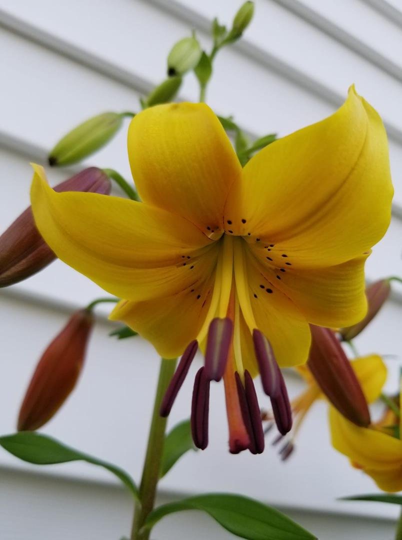 Love the color!