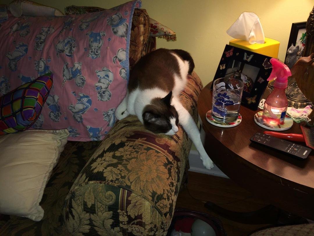 Cat Lounge