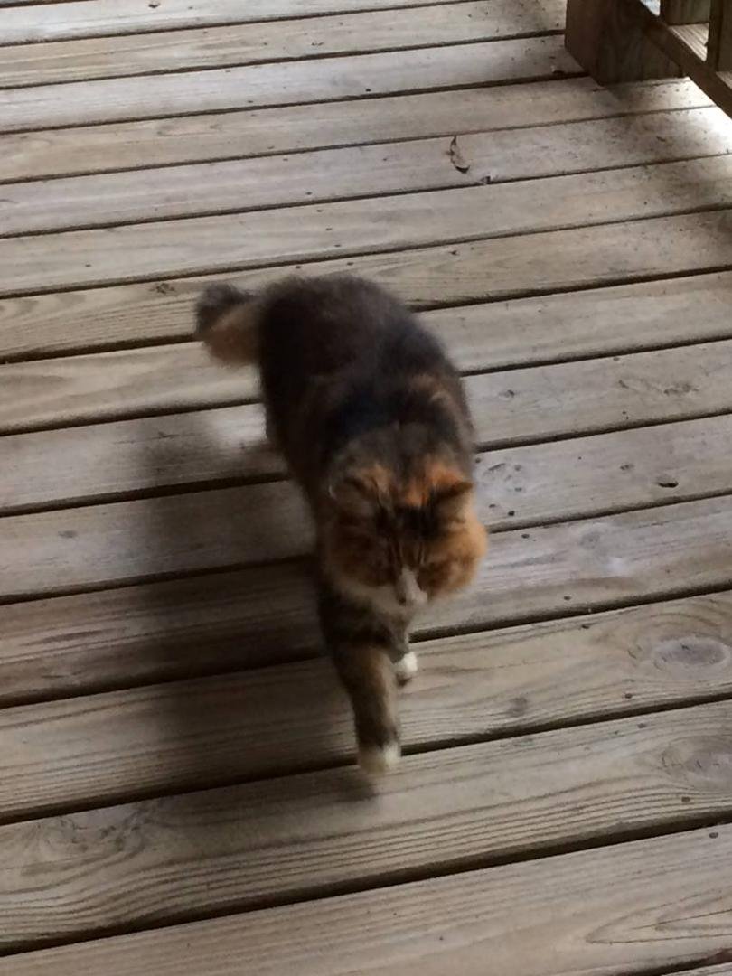 This cutie showed up at my house. She/he is very friendly. Any one know who she belongs to.