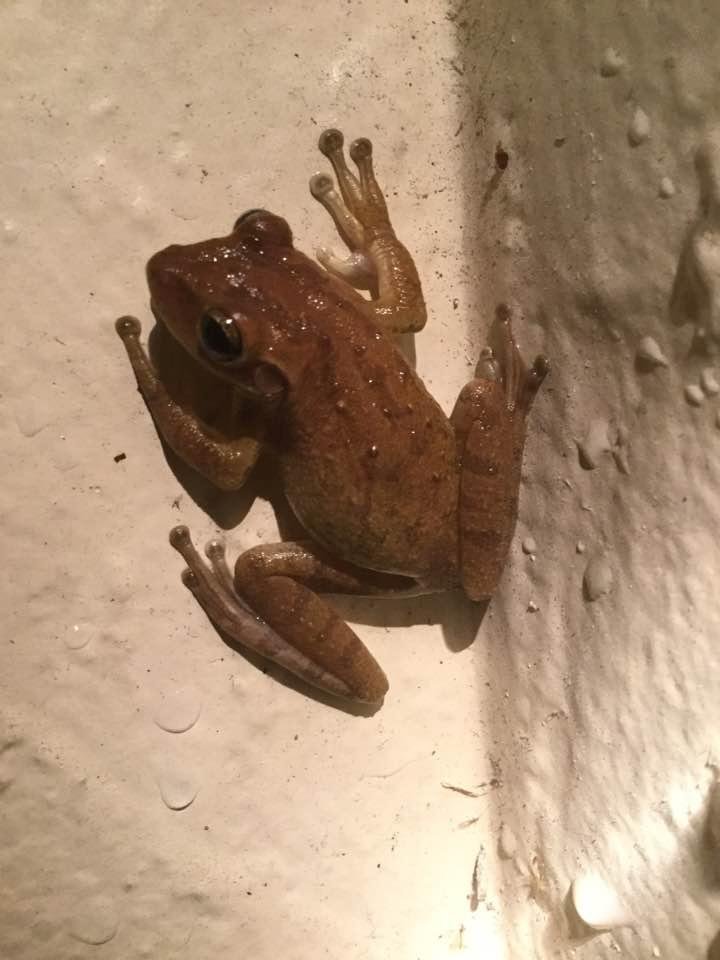 I got home tonight and found a froggy on my porch.