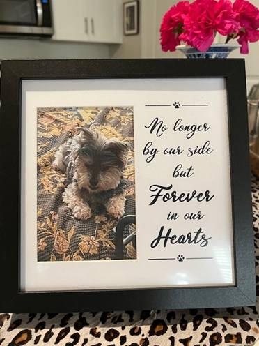 Two weeks ago today, our dearest Morkie, 13 year old Bogey, climbed the rainbow bridge.
Bogey was not a pet, he was a member of the family.
Bogey, we love you and shall never forget the joy and happiness you brought to ou