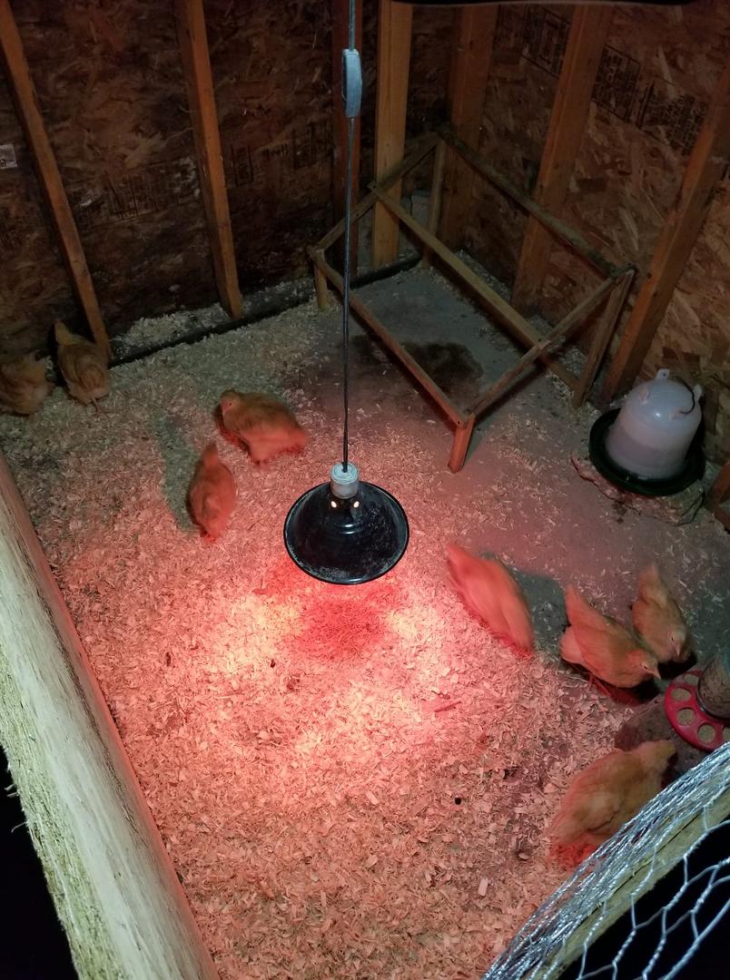 Feathered babies are getting big, made them a bigger space with a roost.