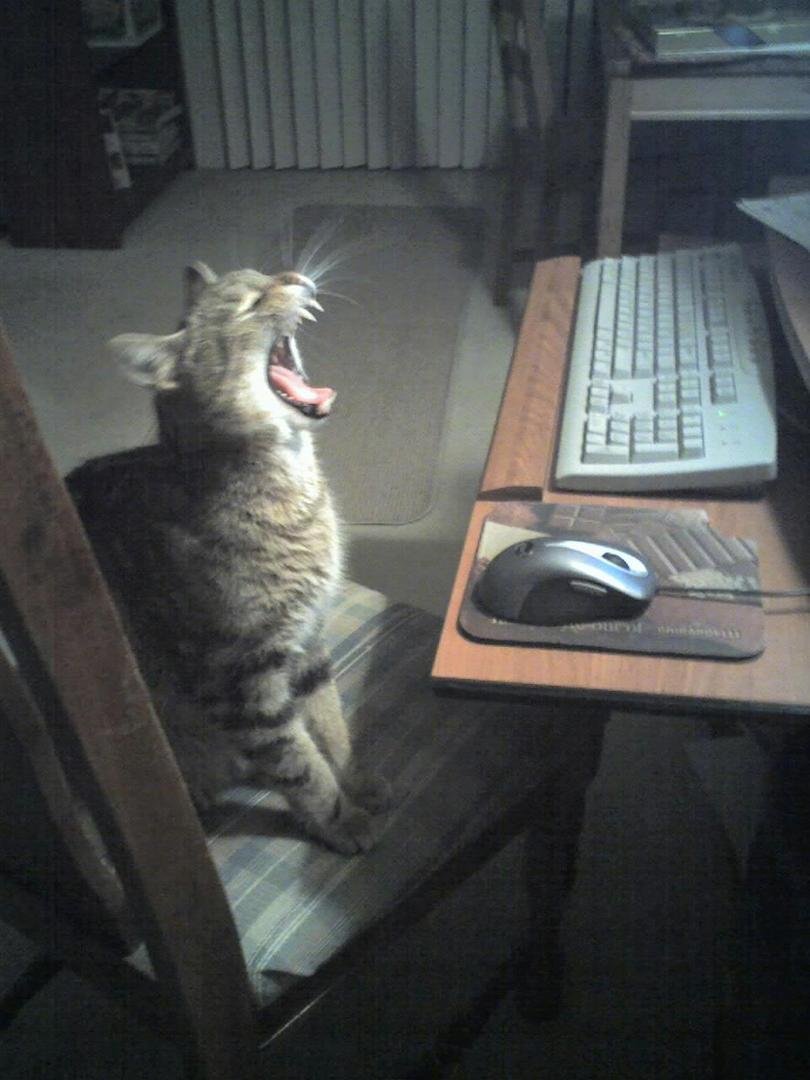 This titled "Full yawn with mouse".