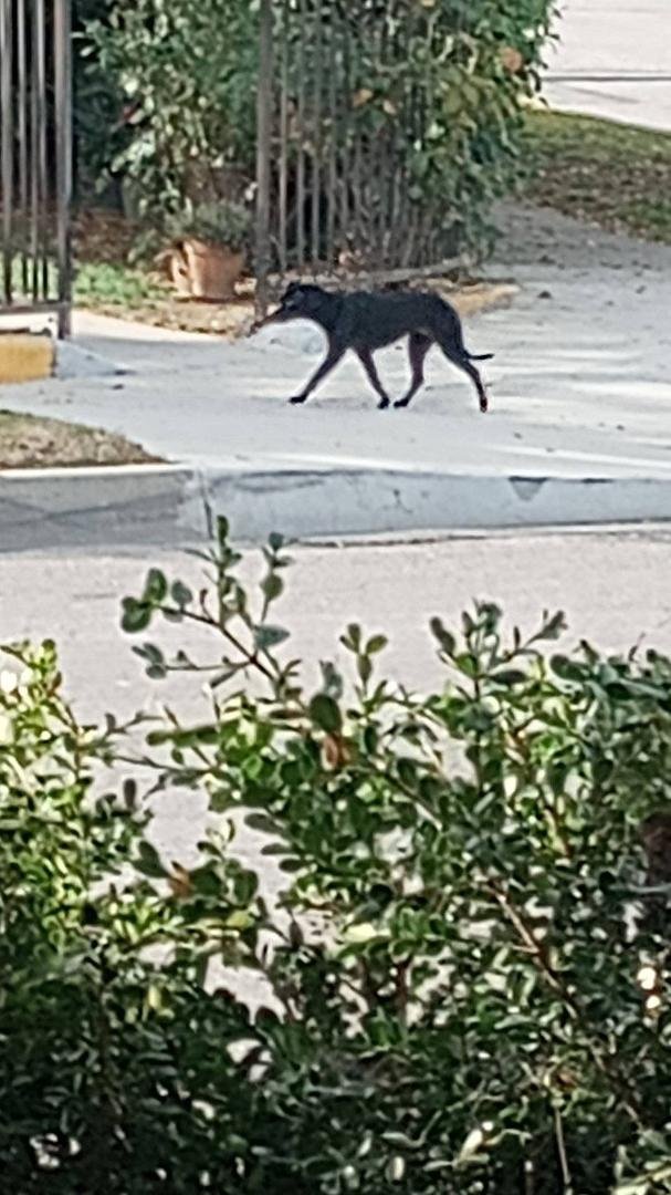 Little running scared Black dog update just ran across Washington boulevard right by Pico Vista by the riverbed to the other side of the road the north side barely dodging traffic getting missed by all the cars if you chase